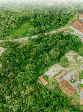 Foto: Divulgação/Instituto Mamirauá