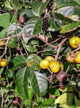 Foto: IdeFlorBio/Divulgação