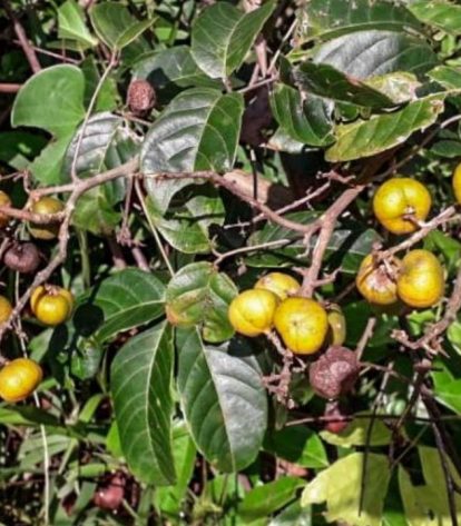 Foto: IdeFlorBio/Divulgação
