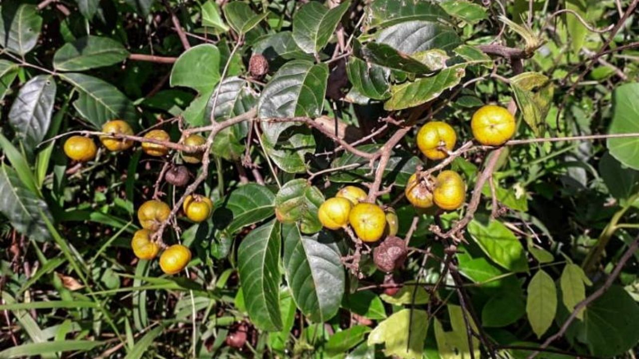 Foto: IdeFlorBio/Divulgação