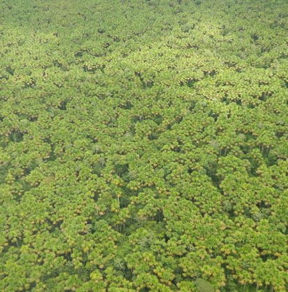 Foto: Enrique Salazar/ICMBio