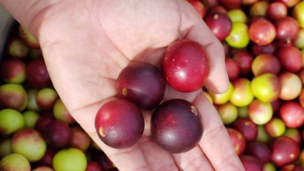 Fruta amazônica