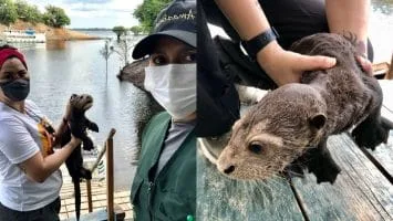 Foto: Sema/Divulgação