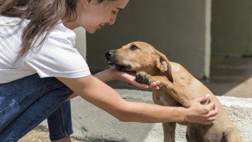 Evento ‘Pet Day’ incentiva adoção de cães e gatos em Manaus