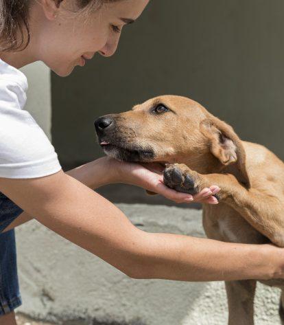 Evento ‘Pet Day’ incentiva adoção de cães e gatos em Manaus