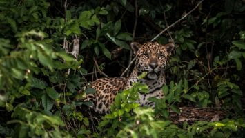 Foto: Icmbio/Divulgação
