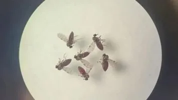 Foto: Bruna Lais do Nascimento/Laboratório de Entomologia Médica