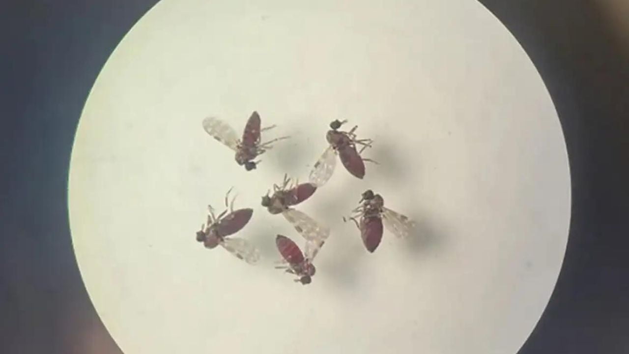 Foto: Bruna Lais do Nascimento/Laboratório de Entomologia Médica