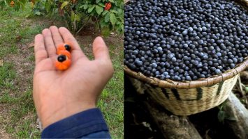Foto: Divulgação/Idam