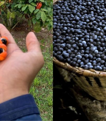 Foto: Divulgação/Idam