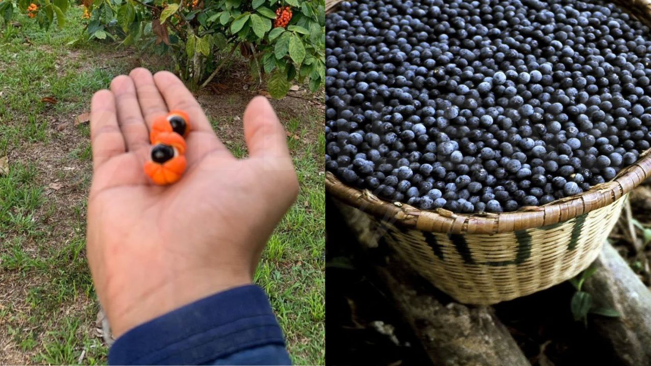 Foto: Divulgação/Idam